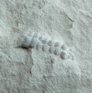 Parametopaster sp.
