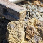 Tongrube Geisingen- weitgehend ausgebeutet, dennoch einige schöne Stücke gefunden