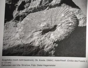 Scaphites 2004